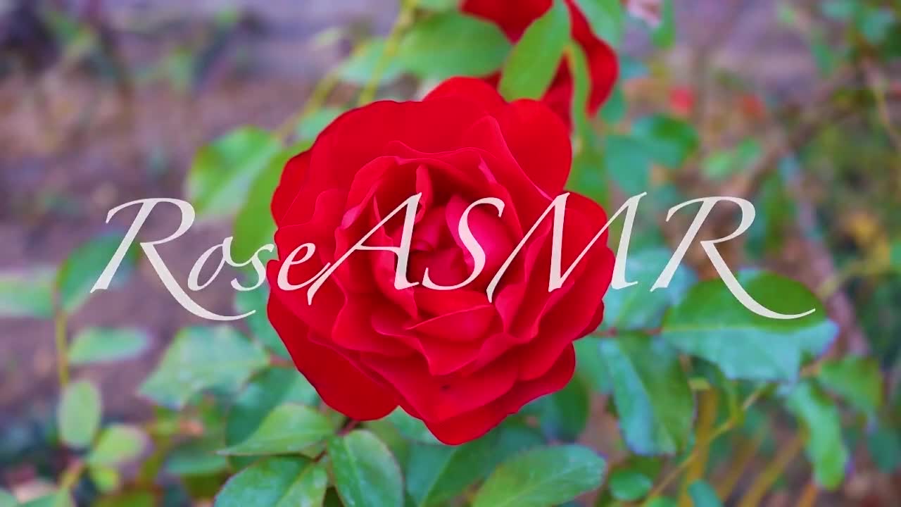 Rose ASMR - Ear licking feet and tongue fluttering