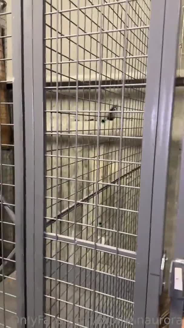 Bronwin Aurora Prisoners Blowjob Sex Klma1