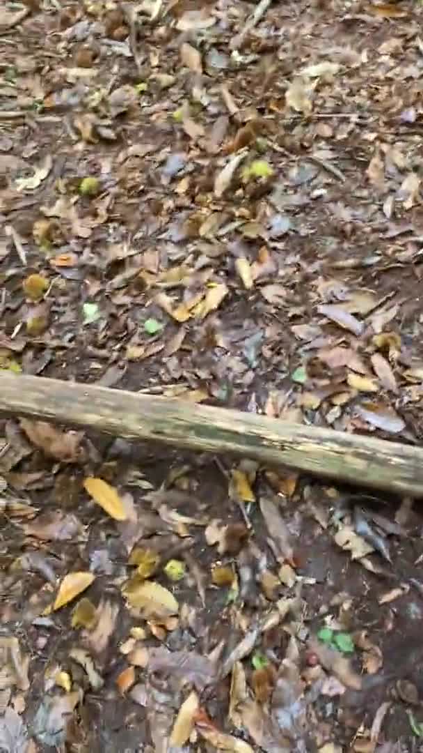 Elle Brooke Gets Her Ass Banged In The woods - Sex - Blowjob - Sex In Woods - British - Banged - Screwed - Forest