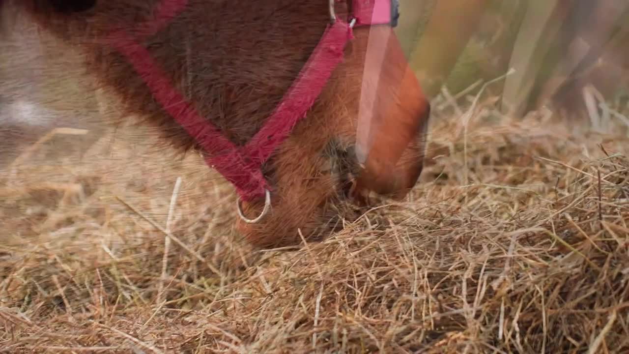 [ASMR]nara - 12 March 2026 - A Peaceful Stable Roleplay with Only the Sound of Brushing a Horse’s Coat​